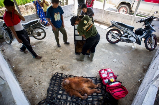 Berburu orang utan di hutan Aceh