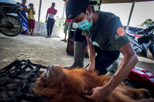 Berburu orang utan di hutan Aceh