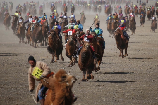 Aksi ribuan unta balapan di gurun Mongolia
