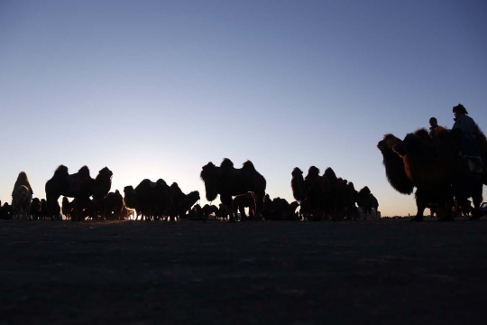 Aksi ribuan unta balapan di gurun Mongolia
