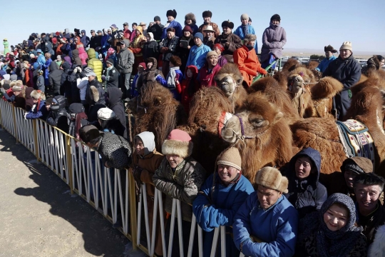 Aksi ribuan unta balapan di gurun Mongolia