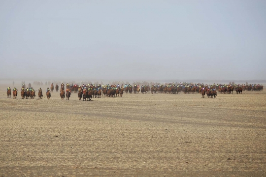 Aksi ribuan unta balapan di gurun Mongolia