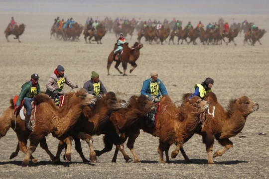 Aksi ribuan unta balapan di gurun Mongolia