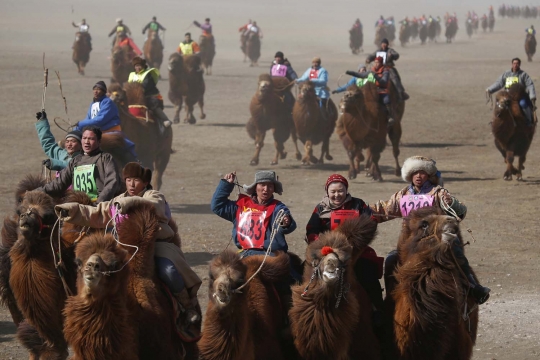 Aksi ribuan unta balapan di gurun Mongolia