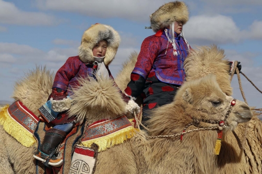 Aksi ribuan unta balapan di gurun Mongolia