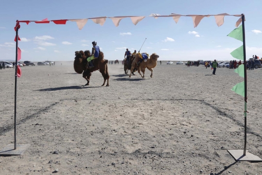 Aksi ribuan unta balapan di gurun Mongolia