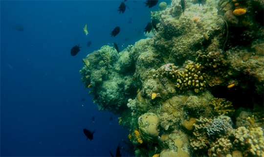 Menjelajahi pesona keindahan bawah laut Taman Nasional Bunaken