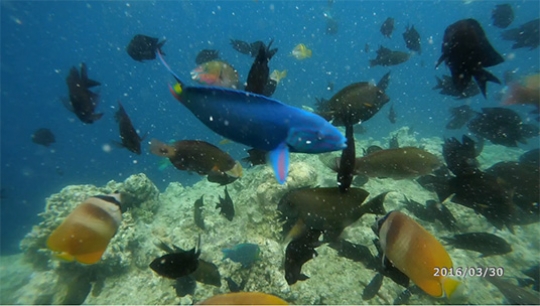 Menjelajahi pesona keindahan bawah laut Taman Nasional Bunaken