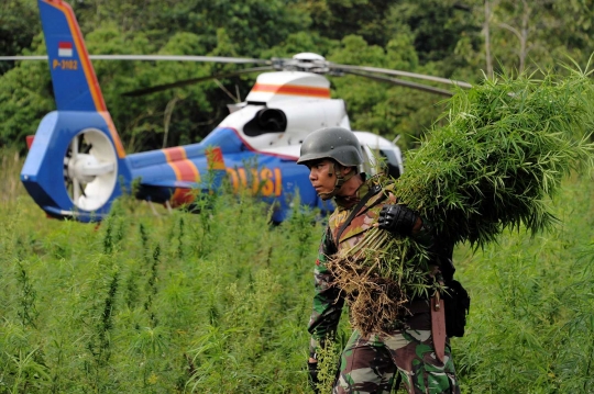 Penemuan 189 hektar ladang ganja di Aceh