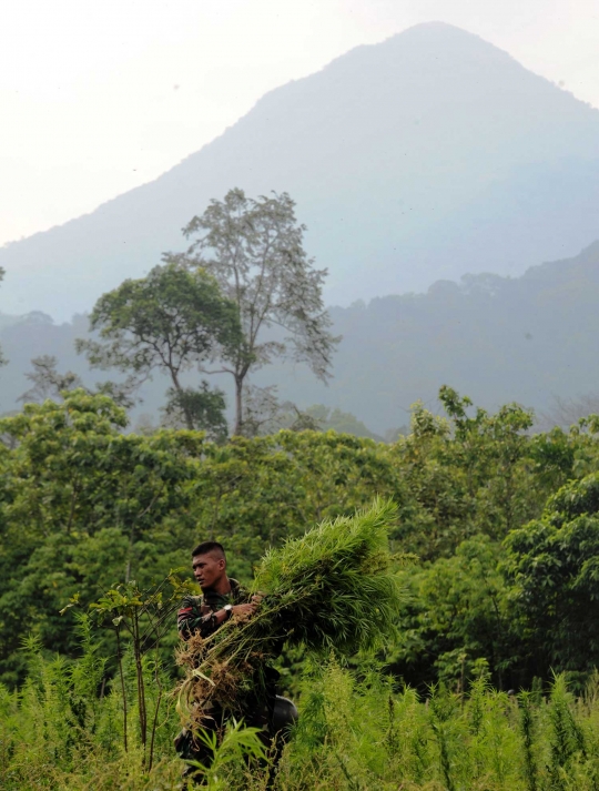 Penemuan 189 hektar ladang ganja di Aceh