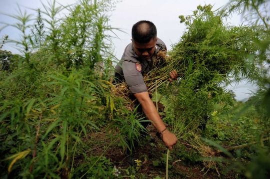 Penemuan 189 hektar ladang ganja di Aceh