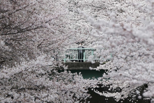 Pesona Sakura bermekaran di Jepang