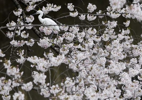 Pesona Sakura bermekaran di Jepang