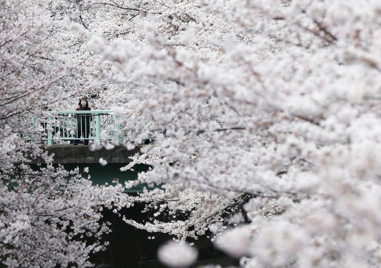 Pesona Sakura bermekaran di Jepang