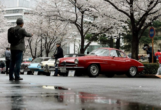 Melihat pameran mobil-mobil antik di bawah Pohon Sakura