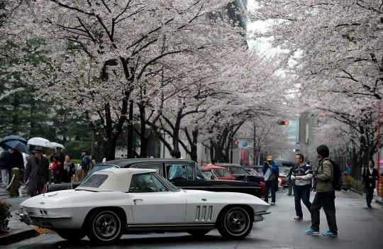 Melihat pameran mobil-mobil antik di bawah Pohon Sakura