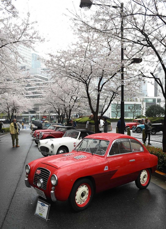 Melihat pameran mobil-mobil antik di bawah Pohon Sakura