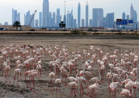 Potret keseimbangan alam di kota mewah Dubai