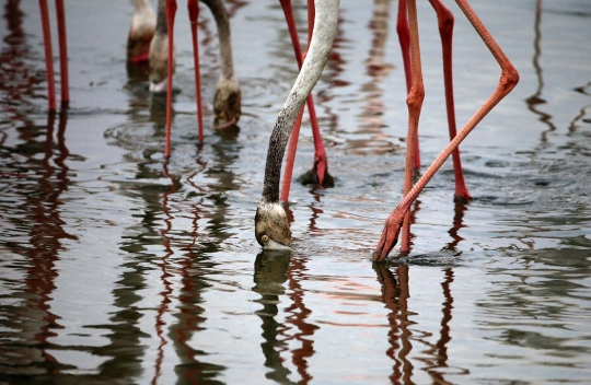 Potret keseimbangan alam di kota mewah Dubai