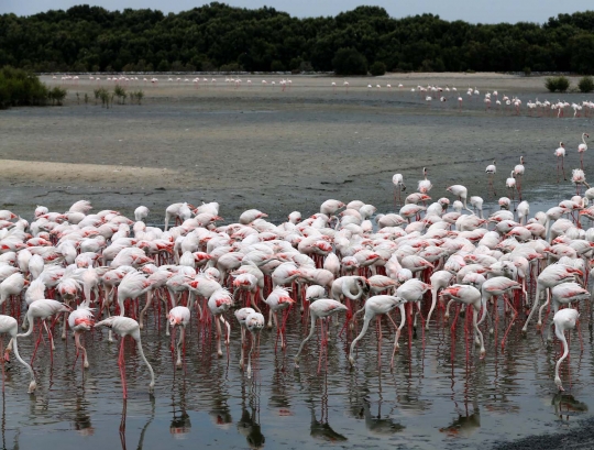 Potret keseimbangan alam di kota mewah Dubai