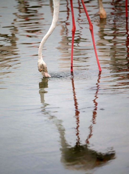 Potret keseimbangan alam di kota mewah Dubai