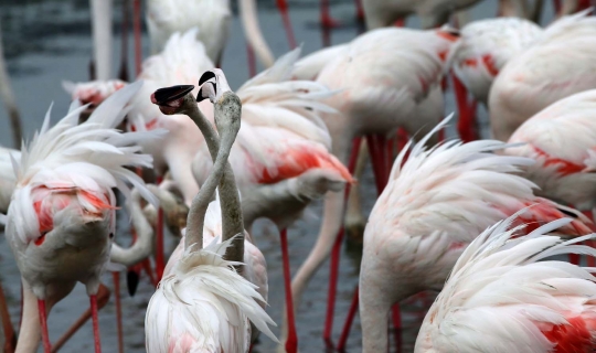 Potret keseimbangan alam di kota mewah Dubai