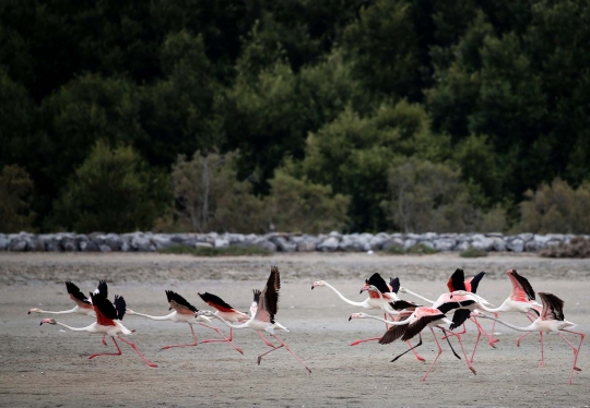 Potret keseimbangan alam di kota mewah Dubai