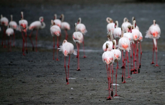 Potret keseimbangan alam di kota mewah Dubai