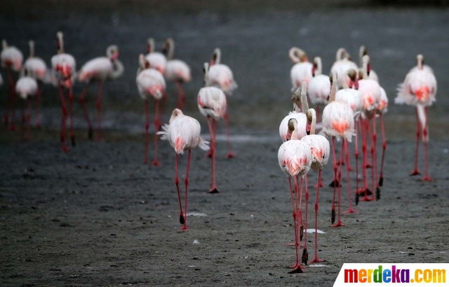 Foto : Potret keseimbangan alam di kota mewah Dubai 