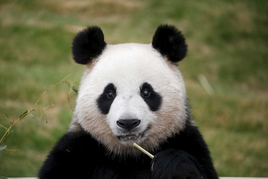 Kelucuan Aibao mengemut bambu di negeri tetangga Tiongkok