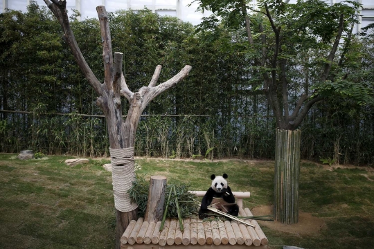 Kelucuan Aibao mengemut bambu di negeri tetangga Tiongkok
