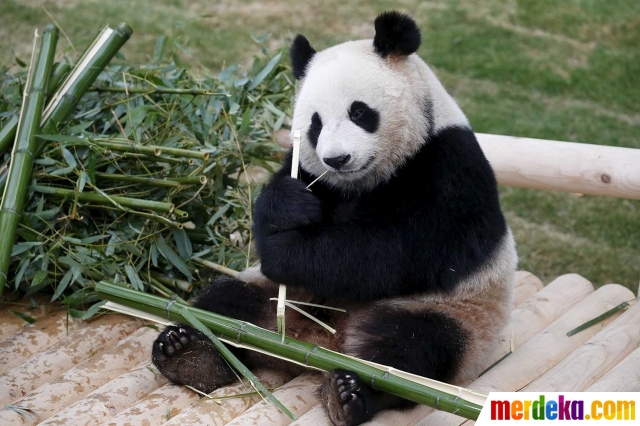 Gambar Panda Lucu Makan Bambu