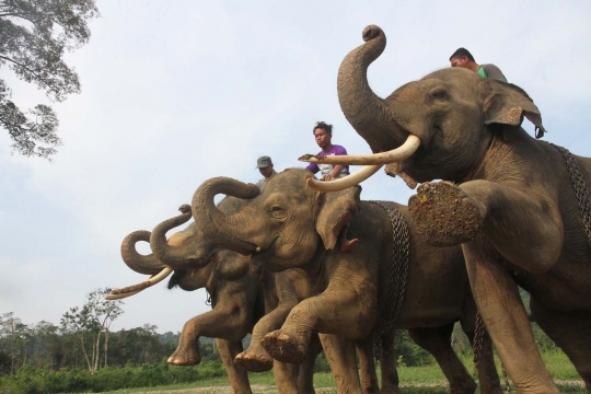 Kisah kawanan gajah ikut perangi penebangan liar di Sumatera