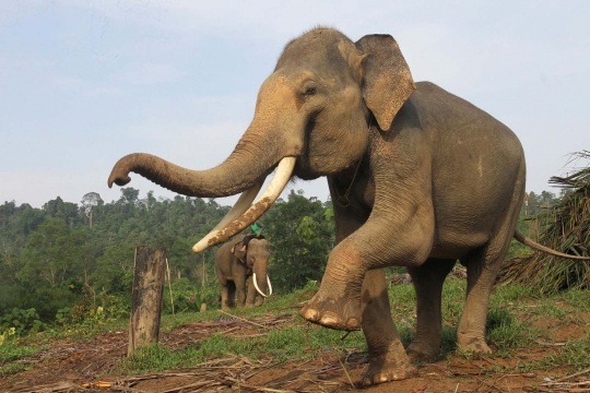 Kisah kawanan gajah ikut perangi penebangan liar di Sumatera