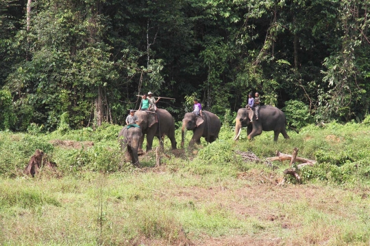 Kisah kawanan gajah ikut perangi penebangan liar di Sumatera