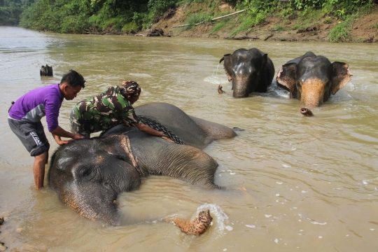 Kisah kawanan gajah ikut perangi penebangan liar di Sumatera