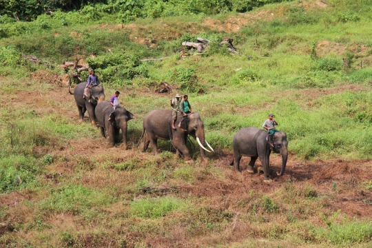 Kisah kawanan gajah ikut perangi penebangan liar di Sumatera