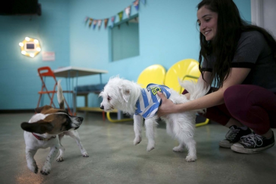 Mengunjungi uniknya kafe anjing pertama di Los Angeles