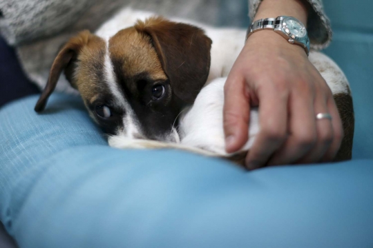 Mengunjungi uniknya kafe anjing pertama di Los Angeles