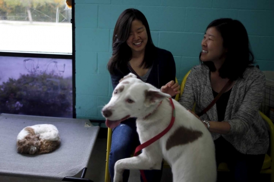 Mengunjungi uniknya kafe anjing pertama di Los Angeles