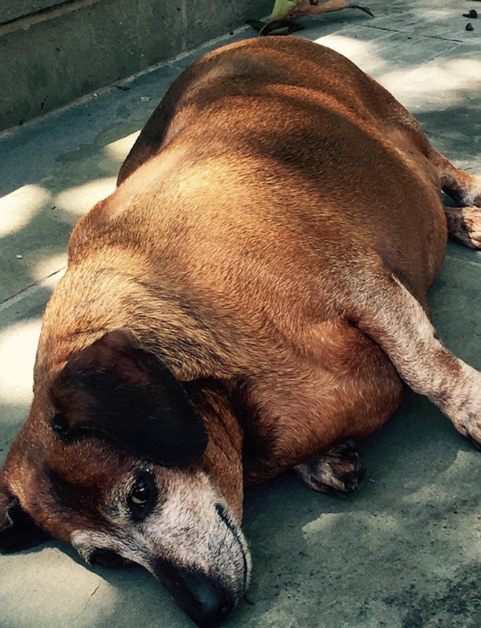 Obesitas hingga 17 kg, anjing ini berhasil kurus berkat aerobik