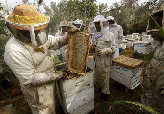 Cara alternatif warga Gaza sembuhkan penyakit lewat sengatan lebah