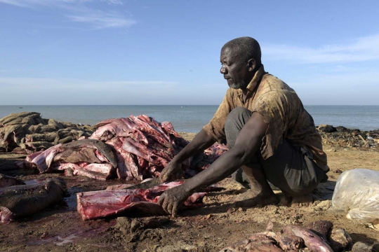 Potret nelayan di Senegal bertahan hidup dari hiu