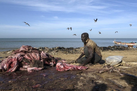 Potret nelayan di Senegal bertahan hidup dari hiu