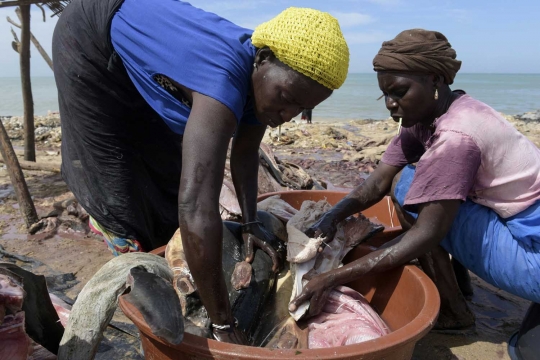 Potret nelayan di Senegal bertahan hidup dari hiu