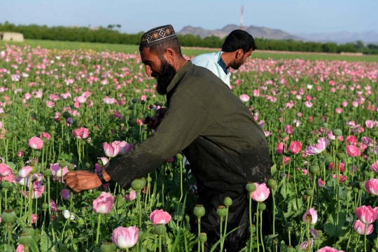 Melihat petani di Afghanistan panen opium