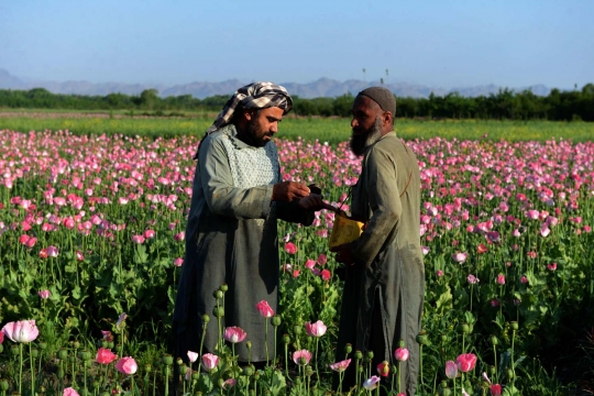 Melihat petani di Afghanistan panen opium