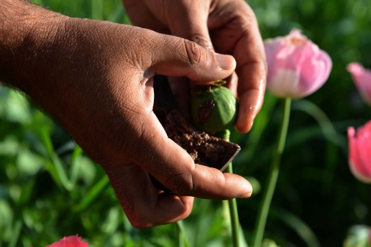 Melihat petani di Afghanistan panen opium