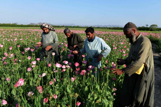 Melihat petani di Afghanistan panen opium