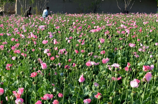 Melihat petani di Afghanistan panen opium